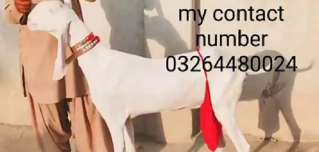 do bacchon wali Rajan puri bakri for sale