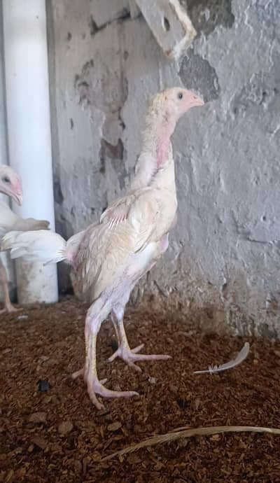 Paper White Shamo Chicks