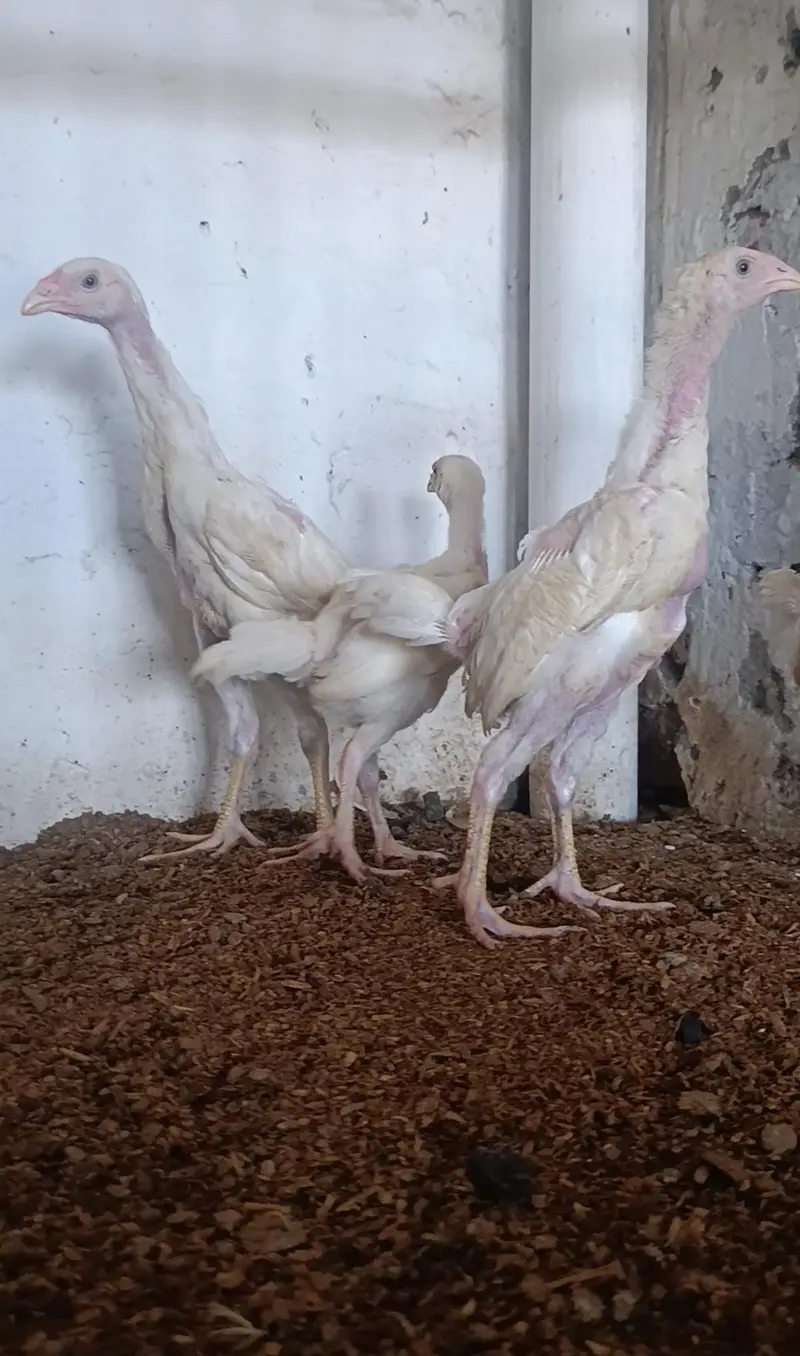 Paper White Shamo Chicks — photo 2
