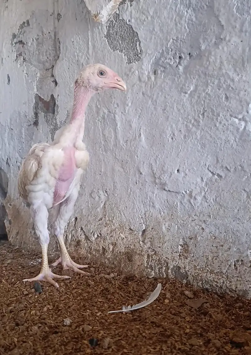 Paper White Shamo Chicks — photo 3