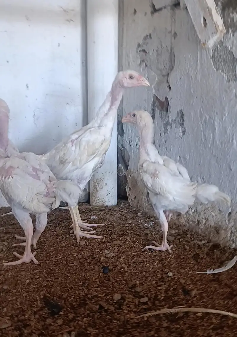 Paper White Shamo Chicks — photo 4