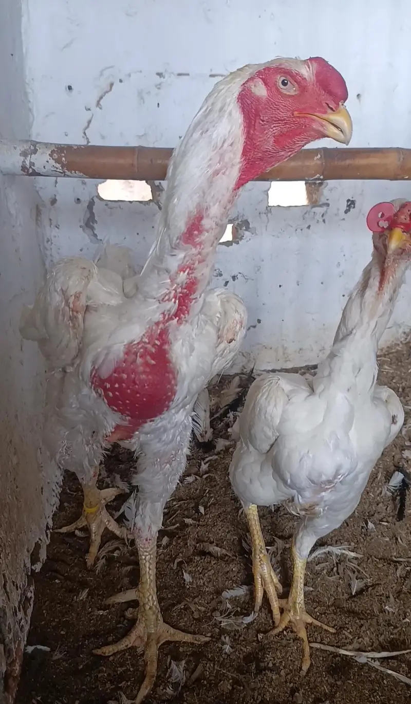 Paper White Shamo Chicks — photo 5