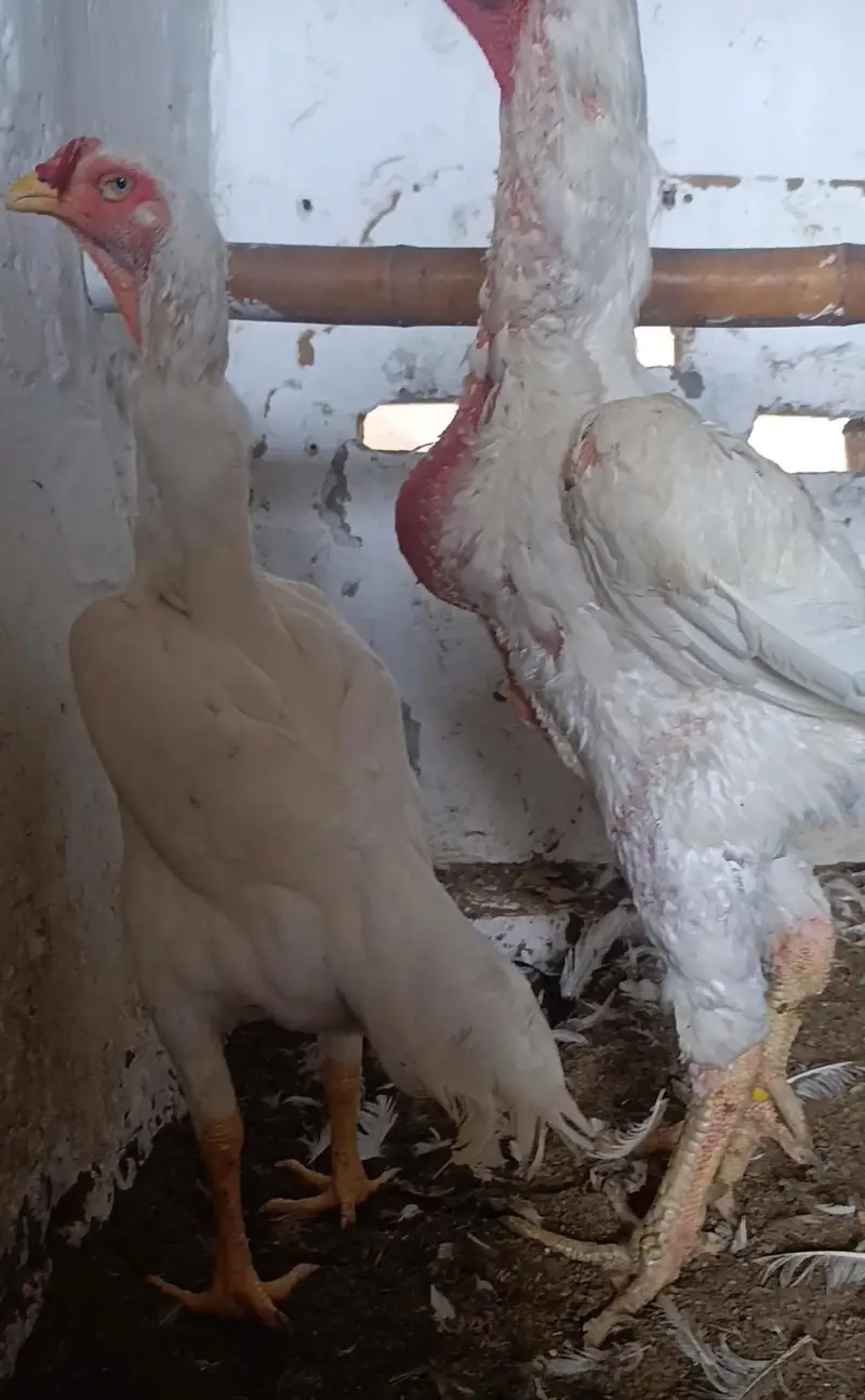 Paper White Shamo Chicks — photo 6