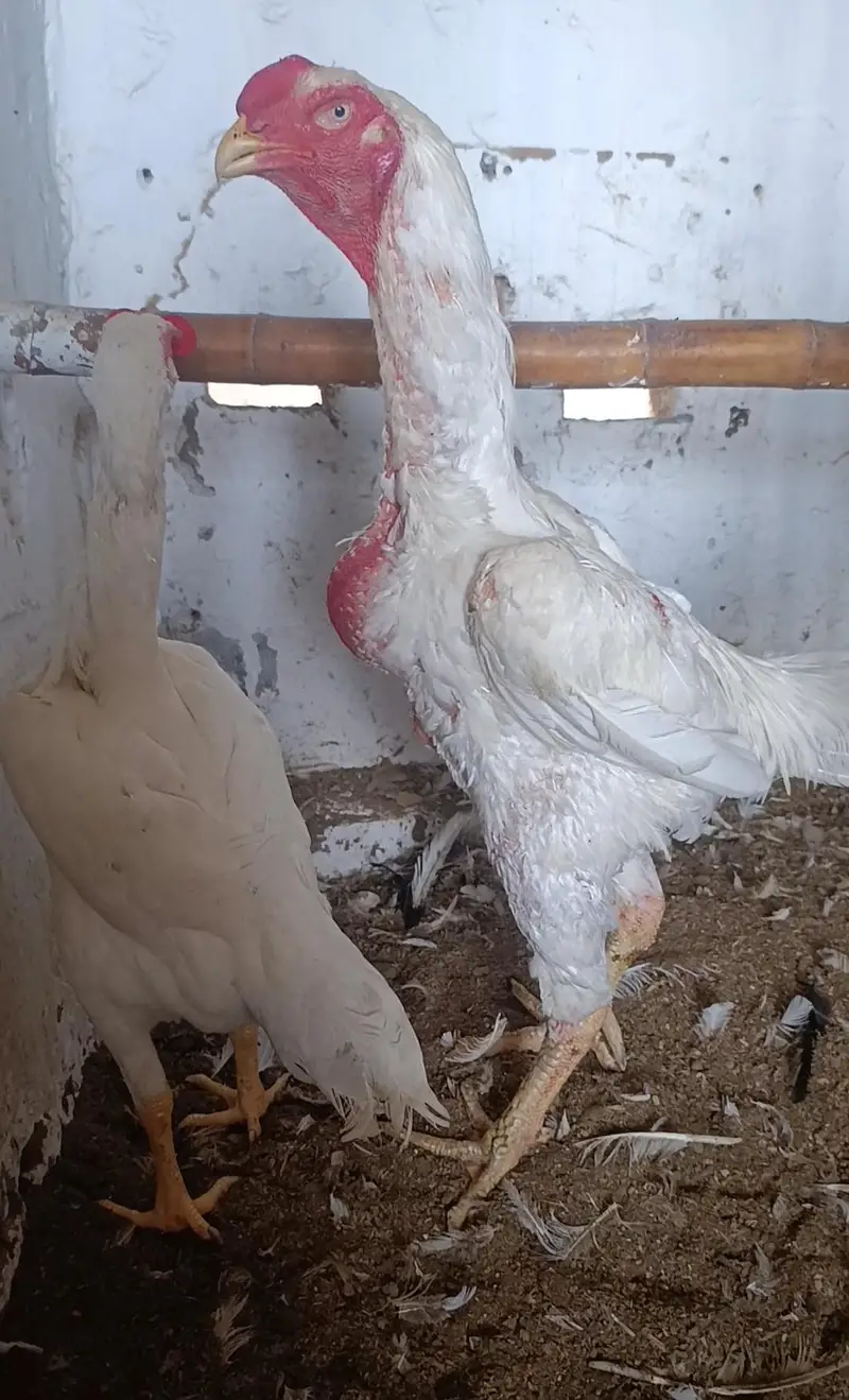 Paper White Shamo Chicks — photo 7