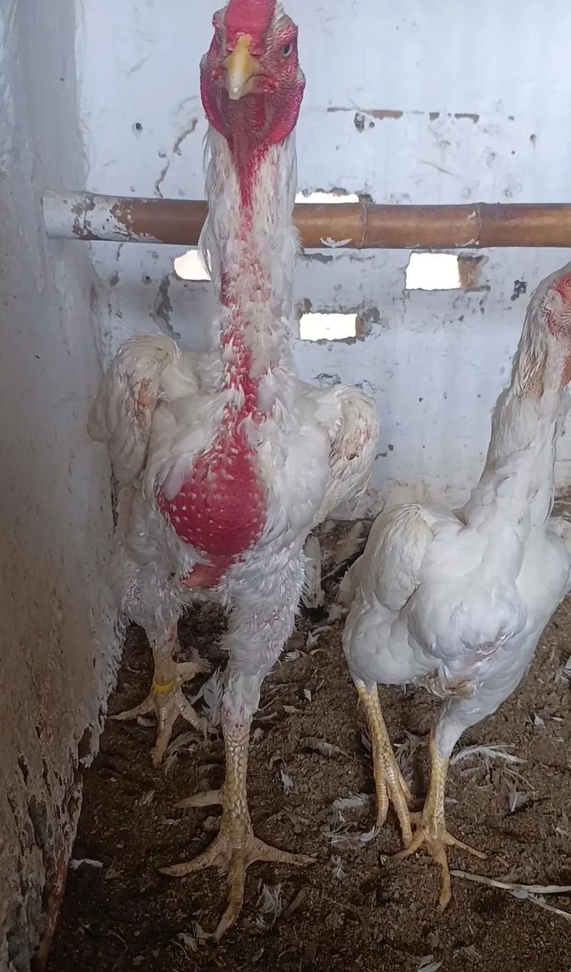 Paper White Shamo Chicks — photo 8