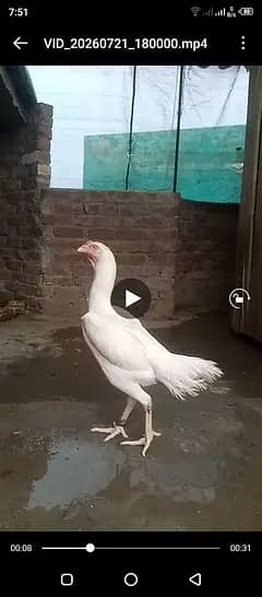 high quality paper white shamo femail