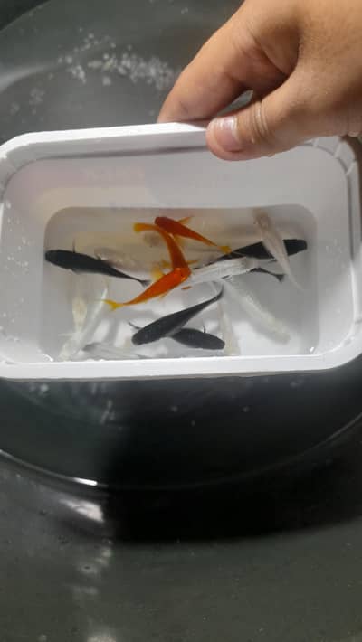imported mollies ,milky mollies,black mollies,orange maonn tail