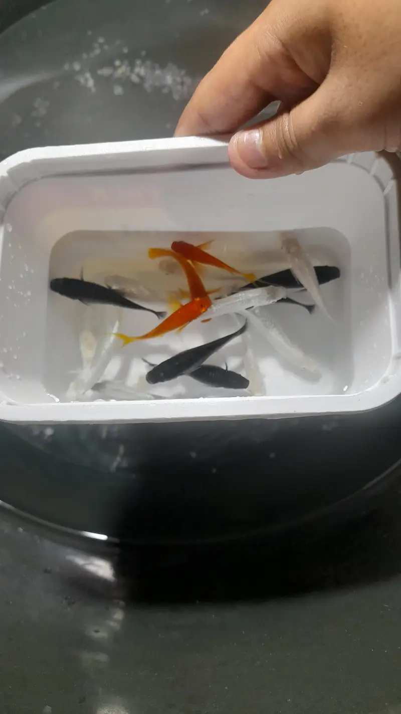 imported mollies ,milky mollies,black mollies,orange maonn tail