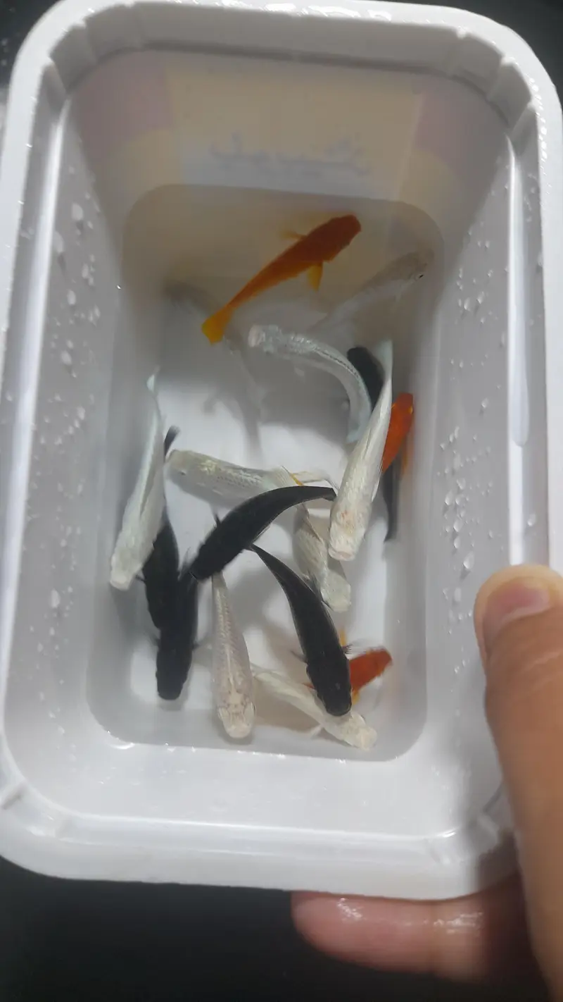 imported mollies ,milky mollies,black mollies,orange maonn tail — photo 2