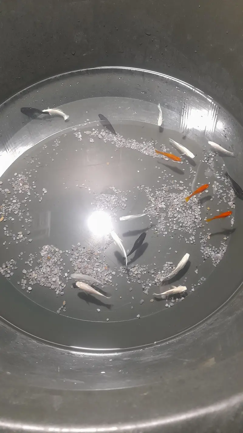 imported mollies ,milky mollies,black mollies,orange maonn tail — photo 3