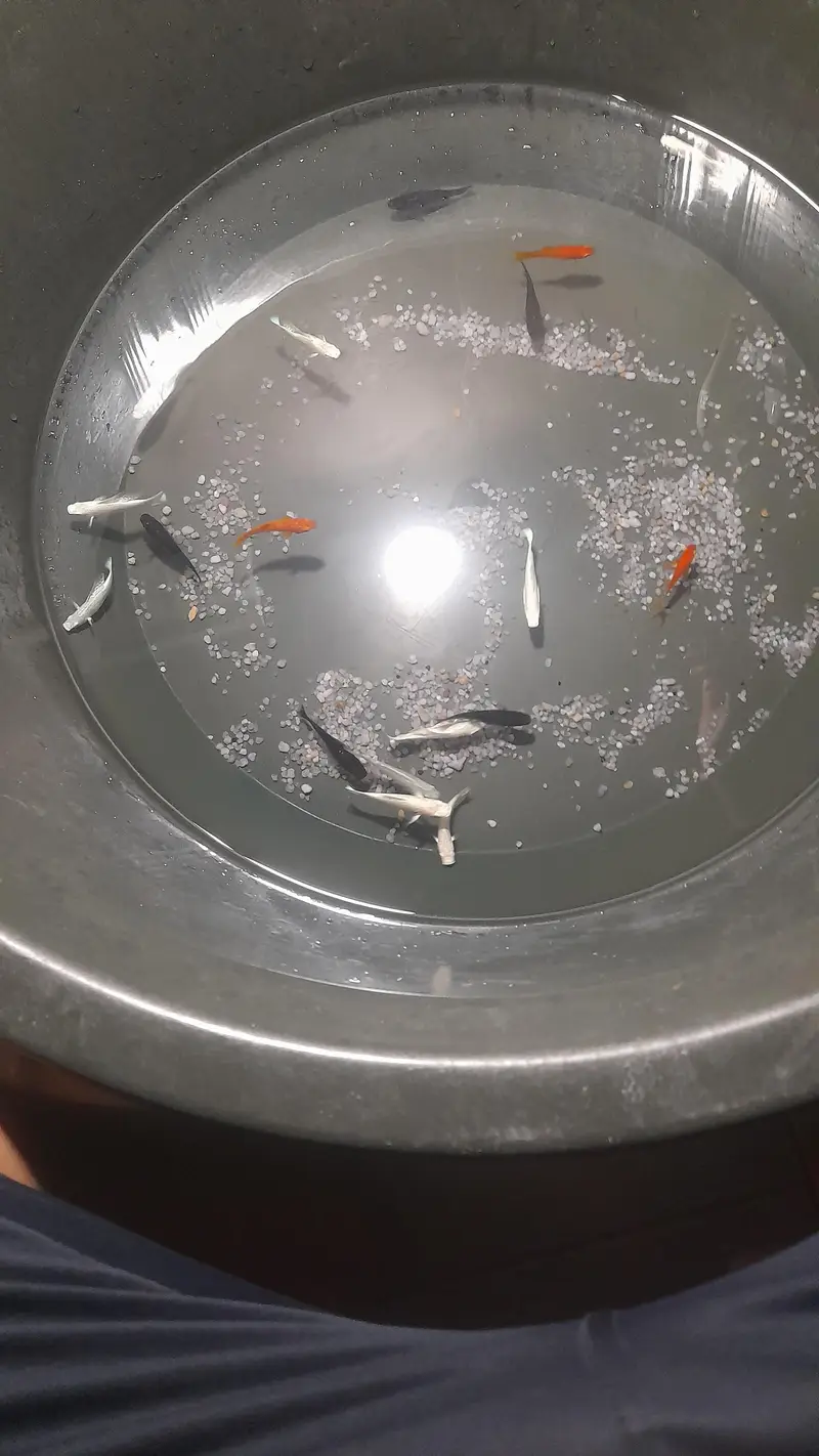 imported mollies ,milky mollies,black mollies,orange maonn tail — photo 4