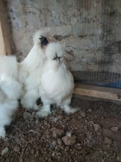 Silkie Pair Bantum Brahma Polish Sibrite WhatsApp 03304503477