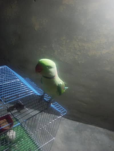 bolne wla parrot ha
