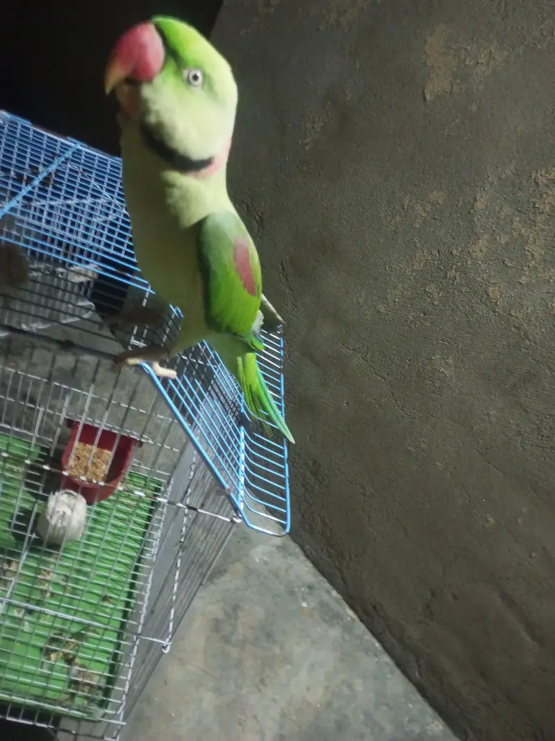 bolne wla parrot ha — photo 2