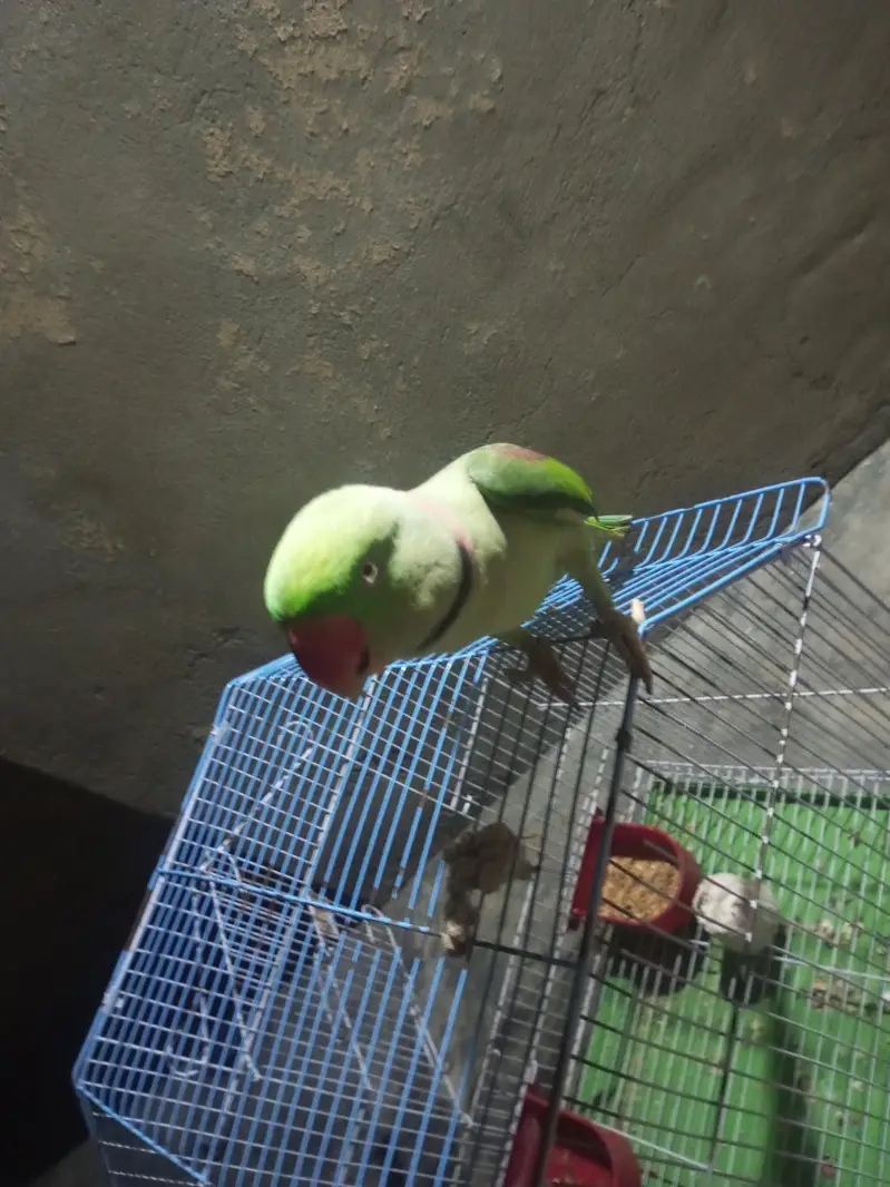bolne wla parrot ha — photo 3