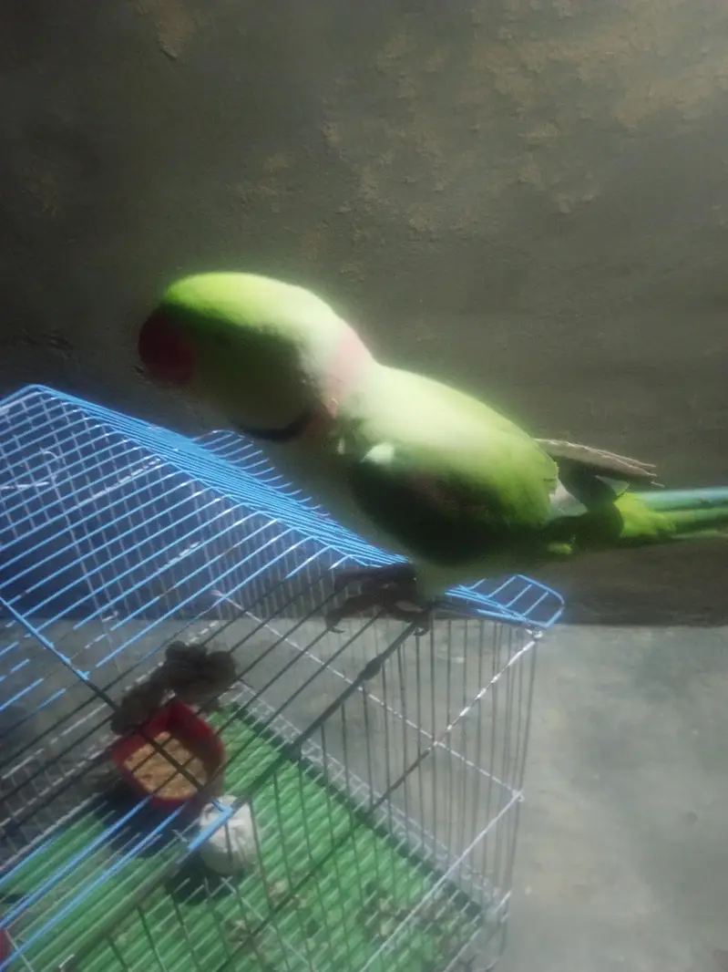 bolne wla parrot ha — photo 4