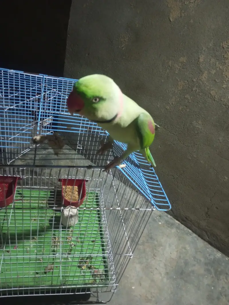 bolne wla parrot ha — photo 5