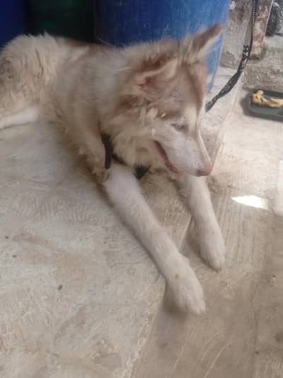 huskey 6 months ka he waxing card missing hogya he waxing lgygi isy