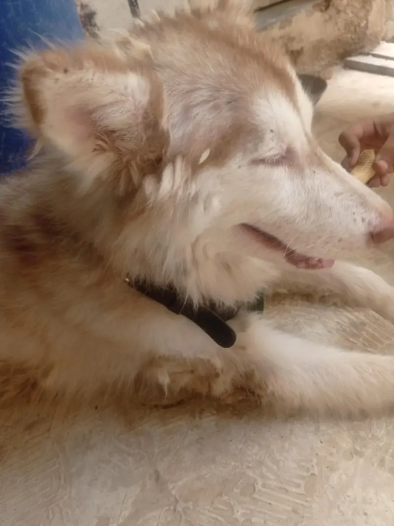 huskey 6 months ka he waxing card missing hogya he waxing lgygi isy — photo 2