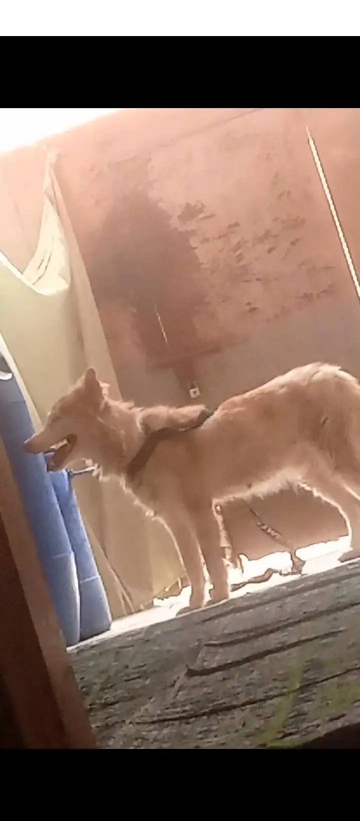 huskey 6 months ka he waxing card missing hogya he waxing lgygi isy — photo 3