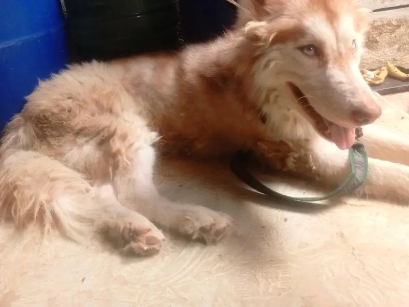 huskey 6 months ka he waxing card missing hogya he waxing lgygi isy — photo 4