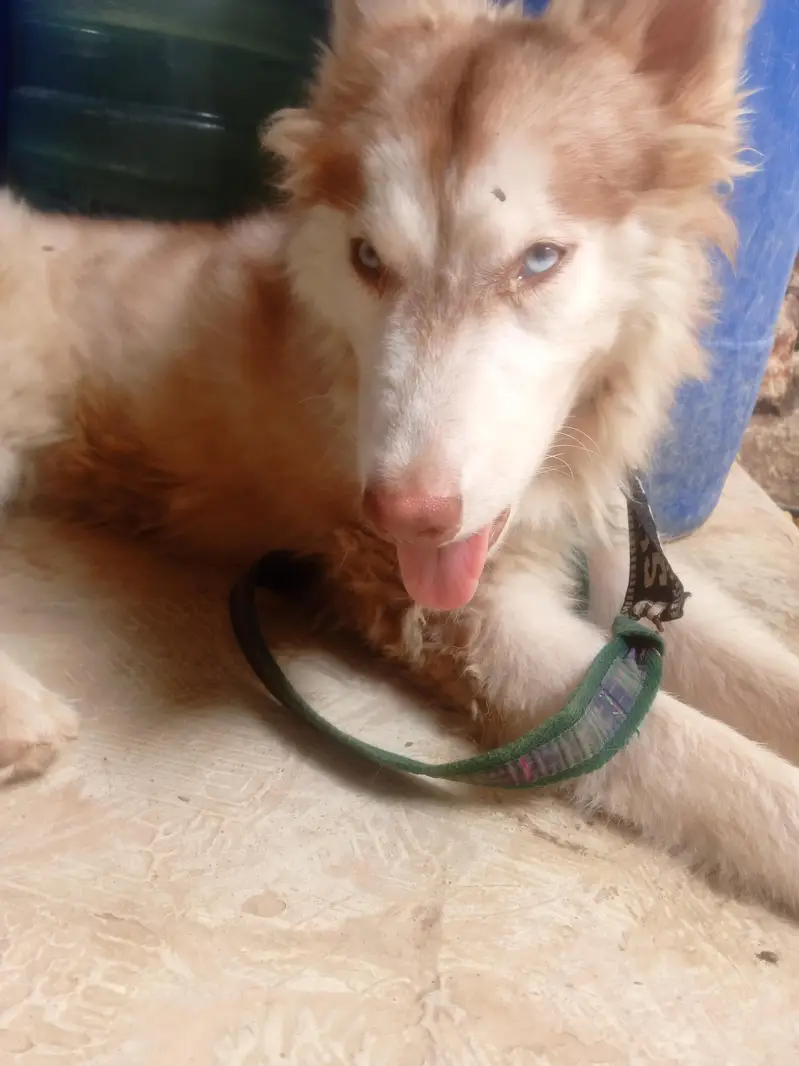 huskey 6 months ka he waxing card missing hogya he waxing lgygi isy — photo 5