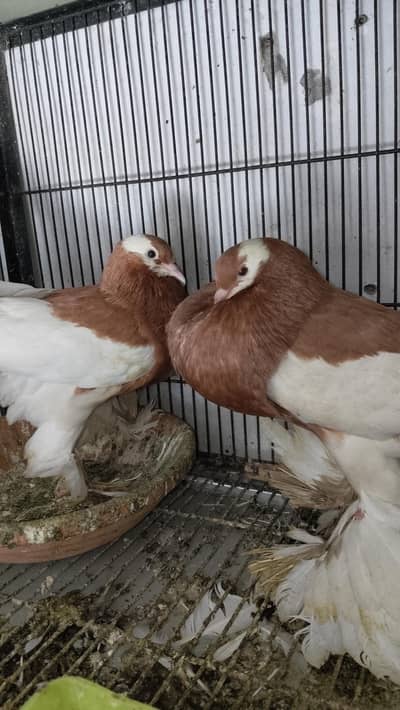 breedar pairs magpie