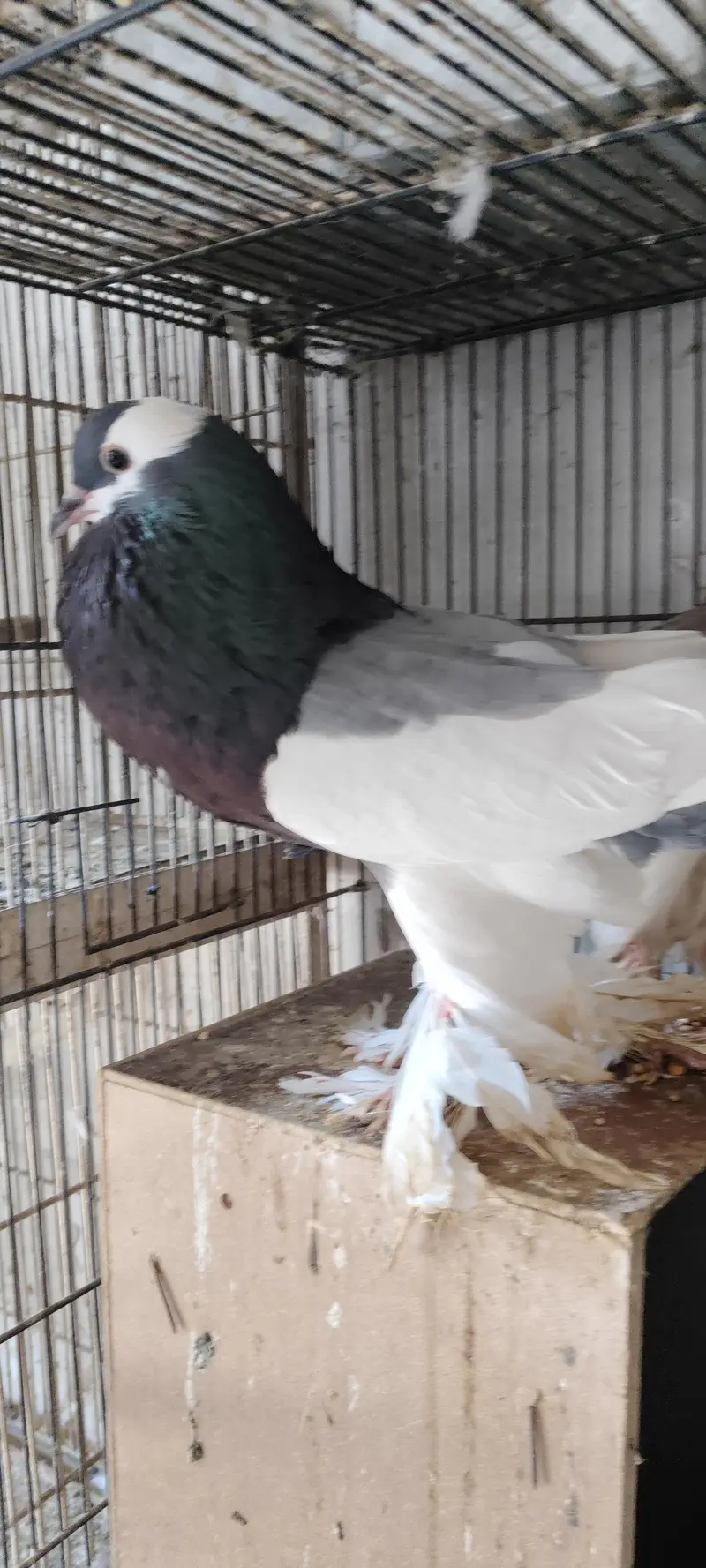 breedar pairs magpie — photo 2