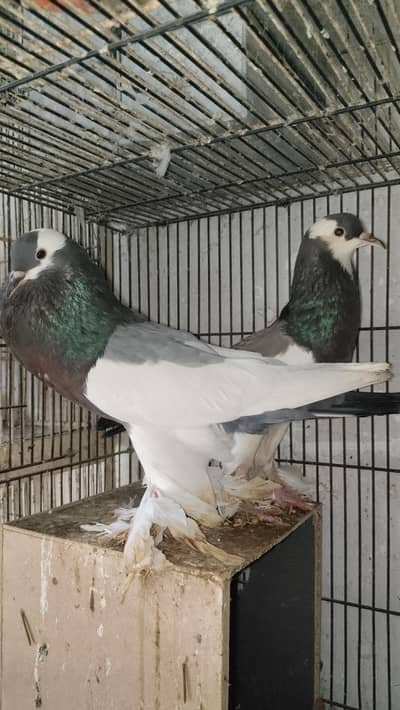 breedar pair magpie exchange possible