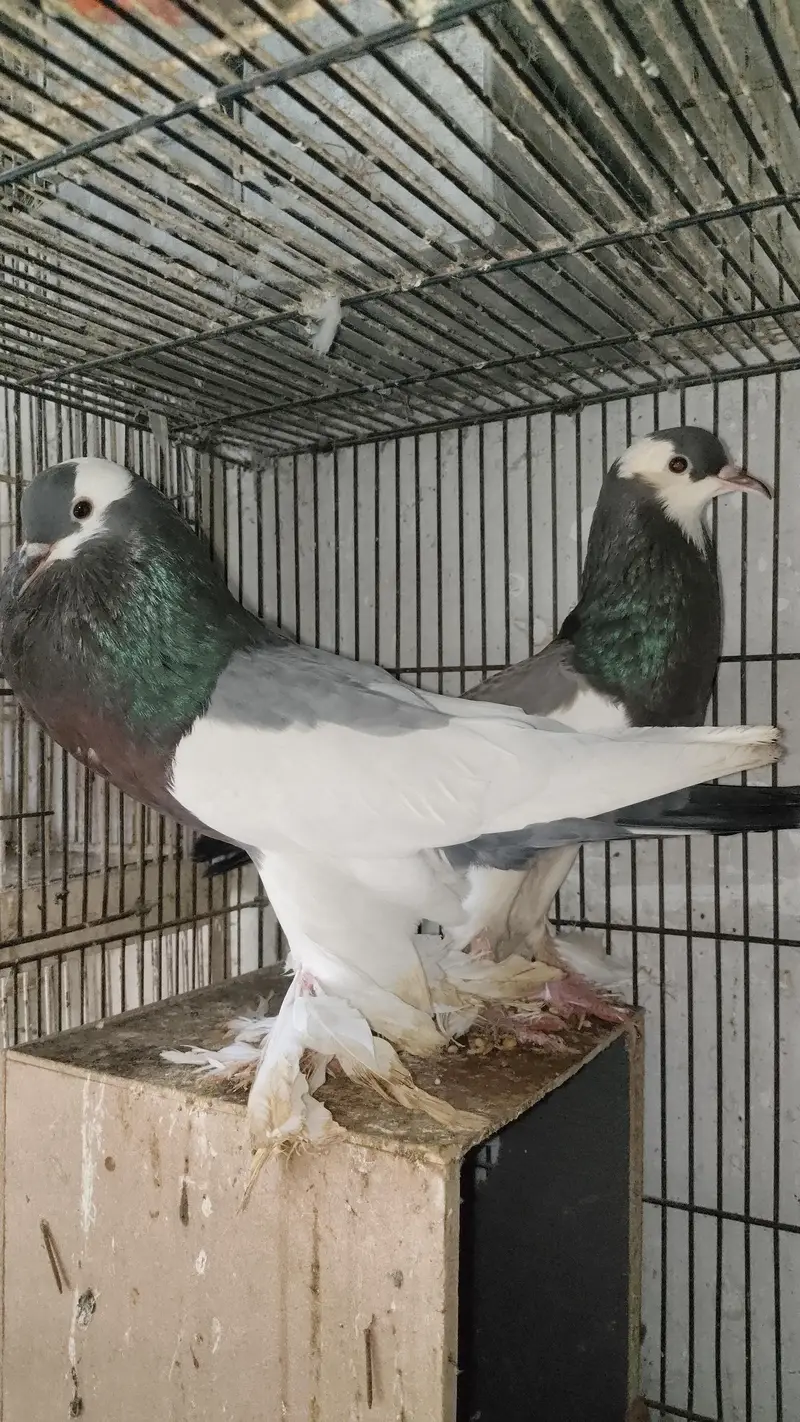 breedar pairs magpie — photo 3