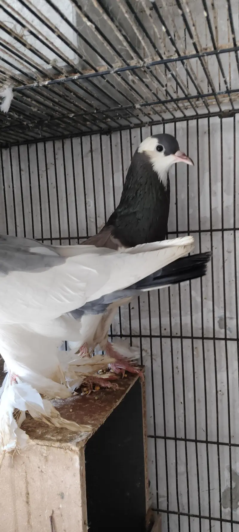 breedar pairs magpie — photo 4