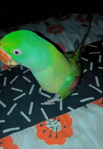 RAW FEMALE PARROT