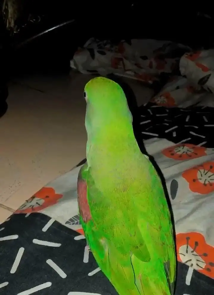RAW FEMALE PARROT — photo 2