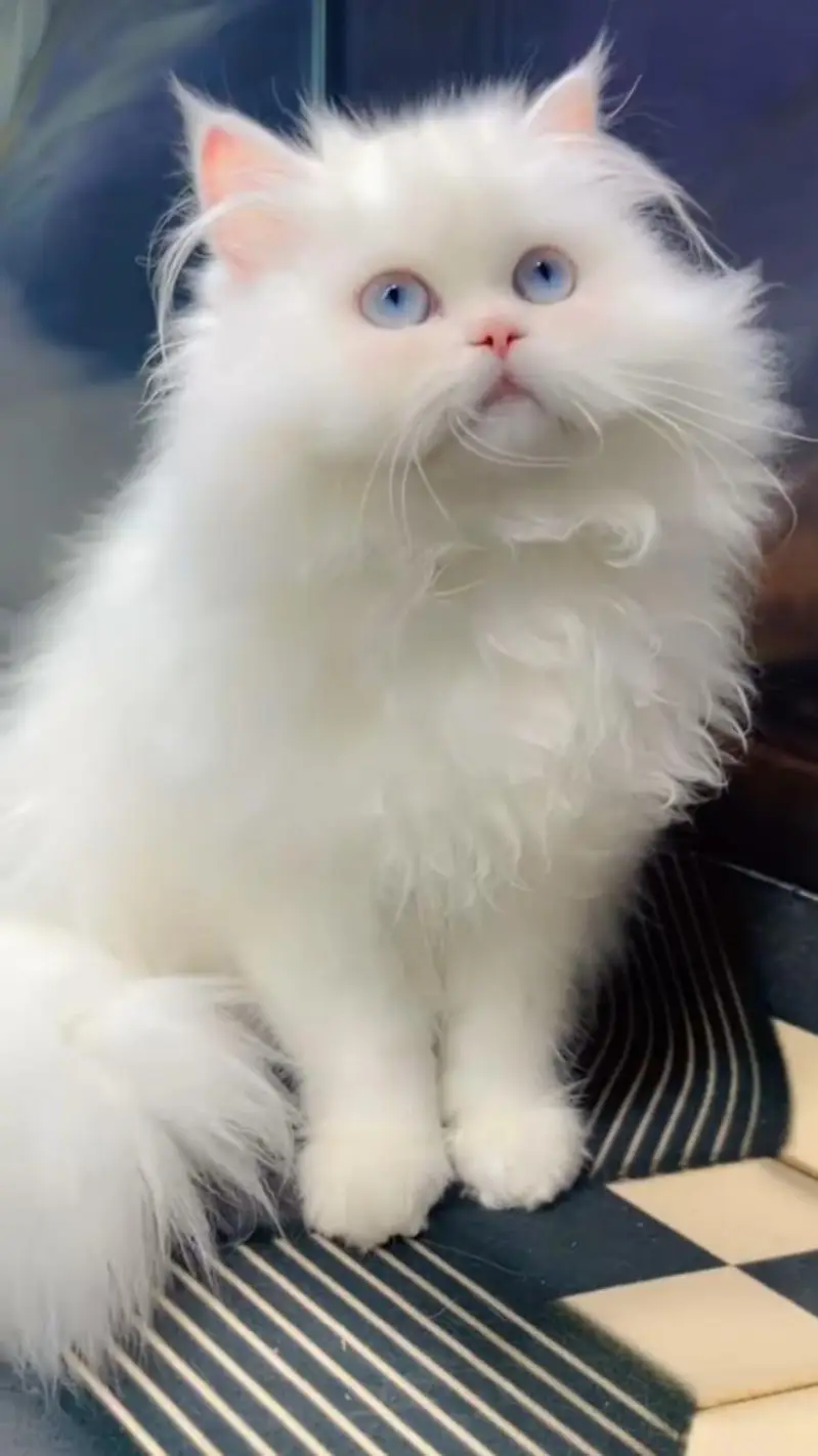 pure Persian cats vaccinated and healthy active WhatsApp/0344/6895398/ — photo 2