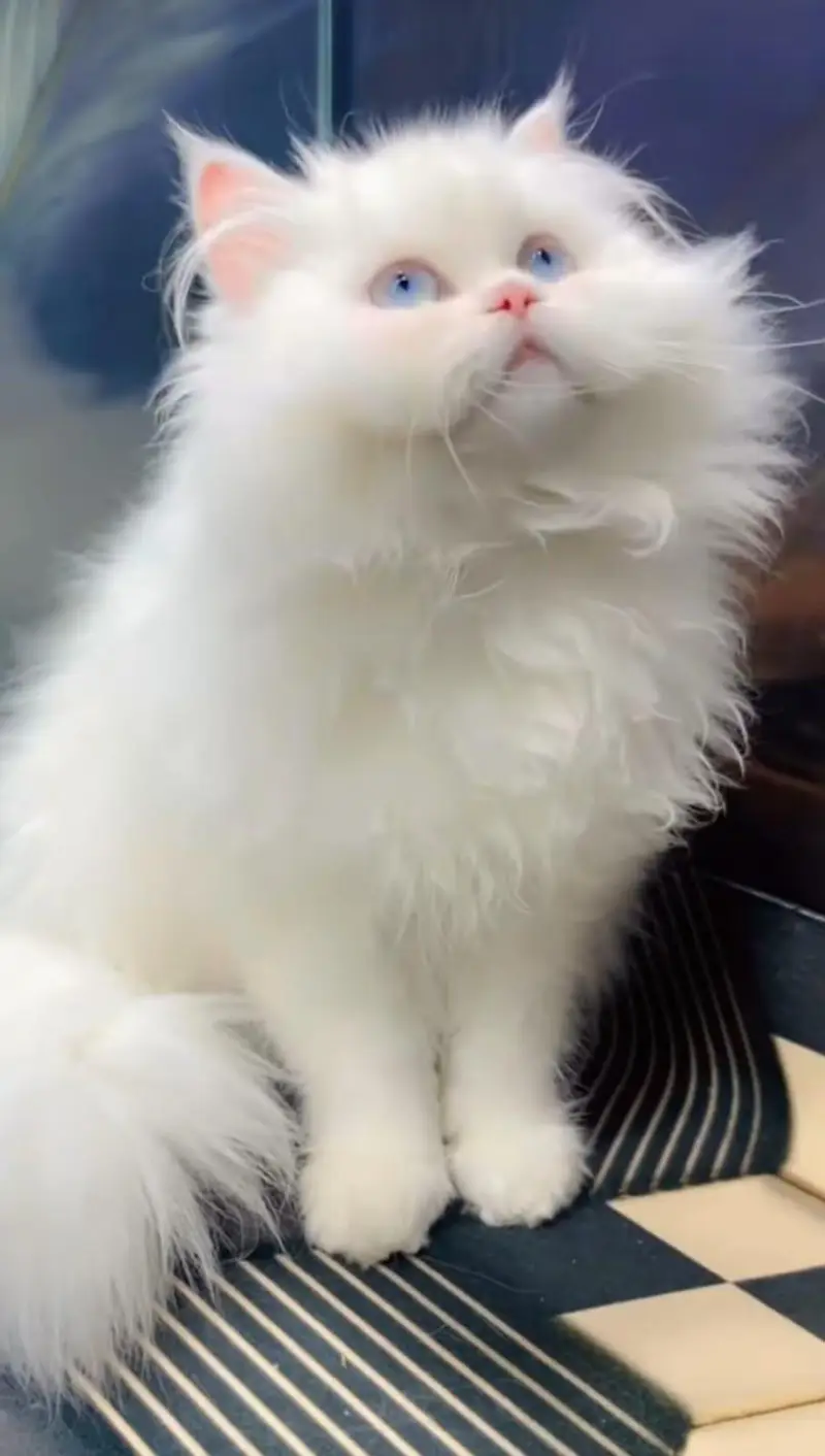 pure Persian cats vaccinated and healthy active WhatsApp/0344/6895398/ — photo 3