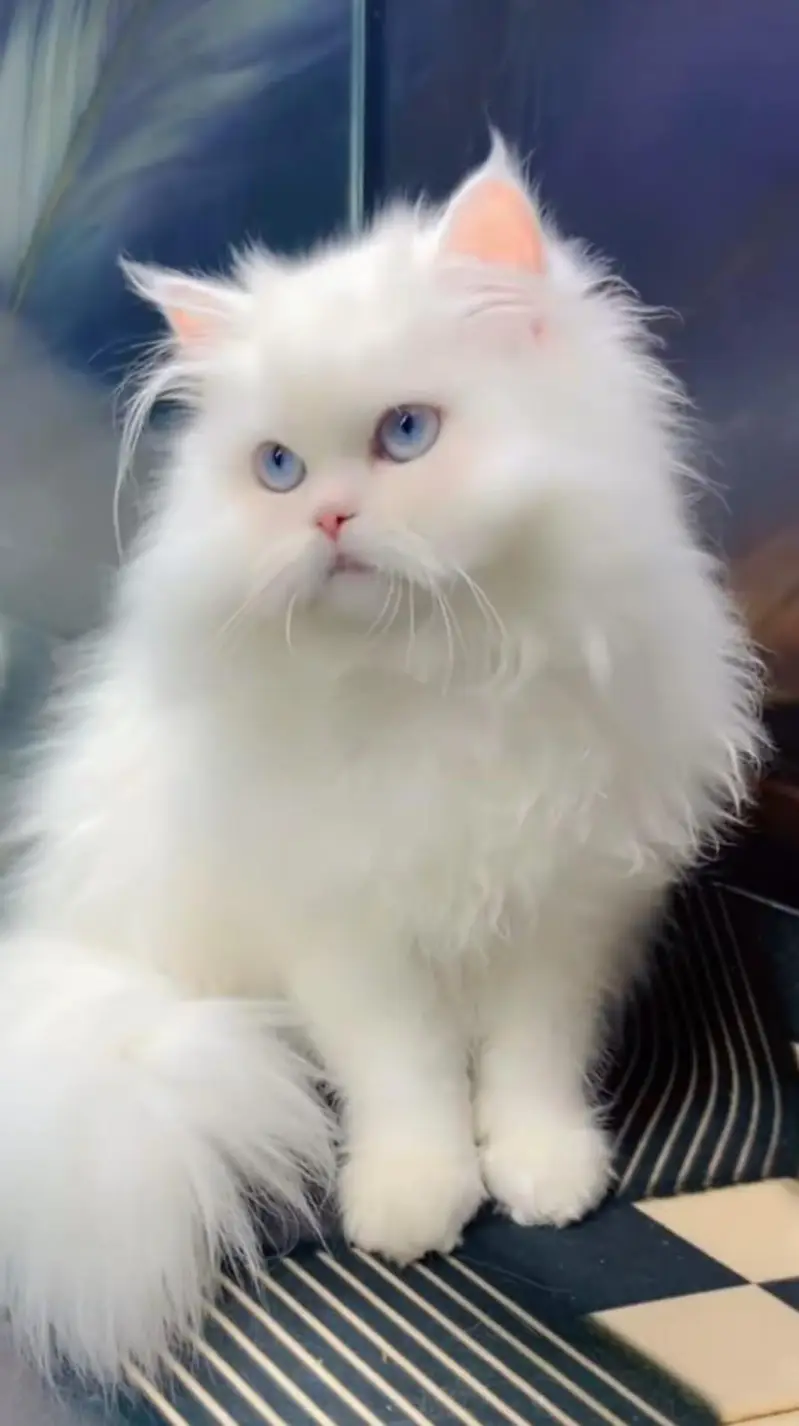 pure Persian cats vaccinated and healthy active WhatsApp/0344/6895398/ — photo 4
