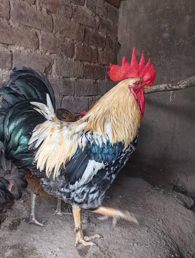 3 hens and 1 murga golden misri desi for sale