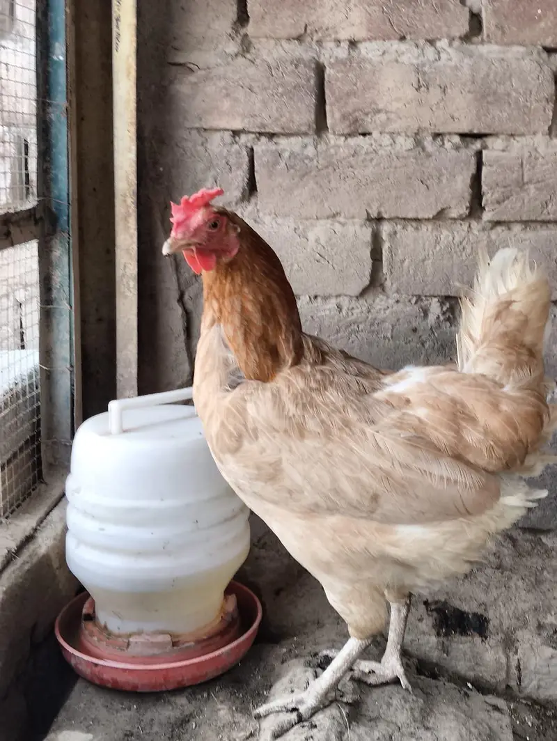 3 hens and 1 murga golden misri desi for sale — photo 2