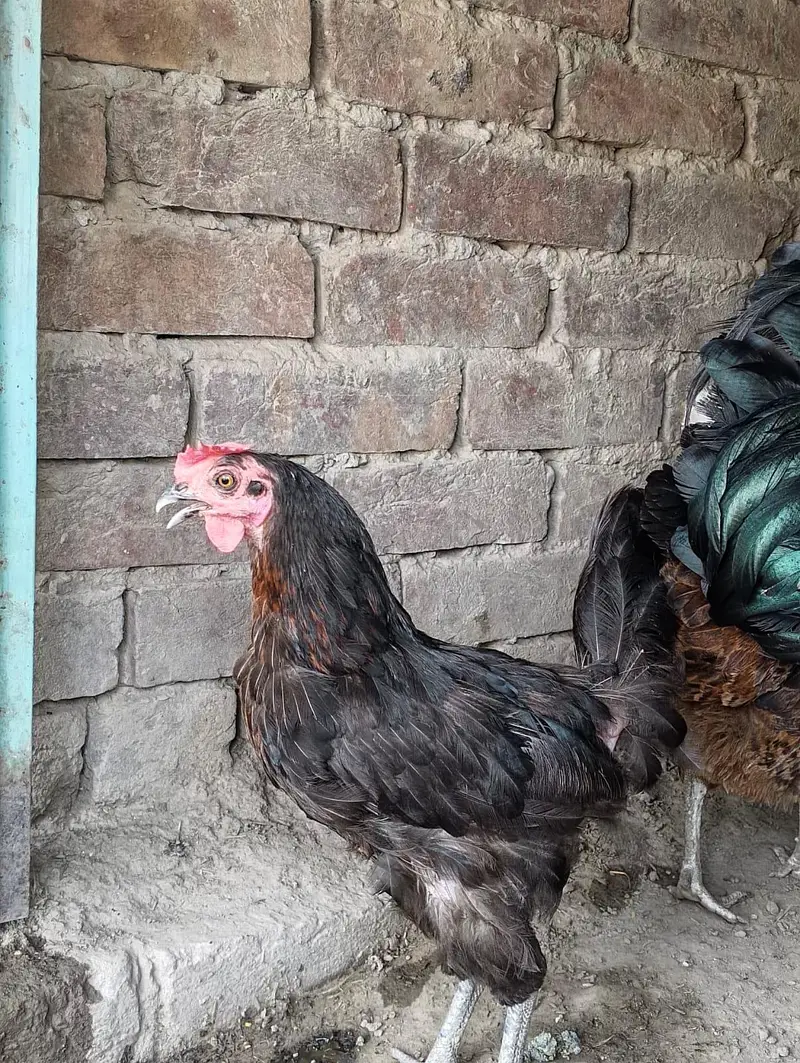 3 hens and 1 murga golden misri desi for sale — photo 3