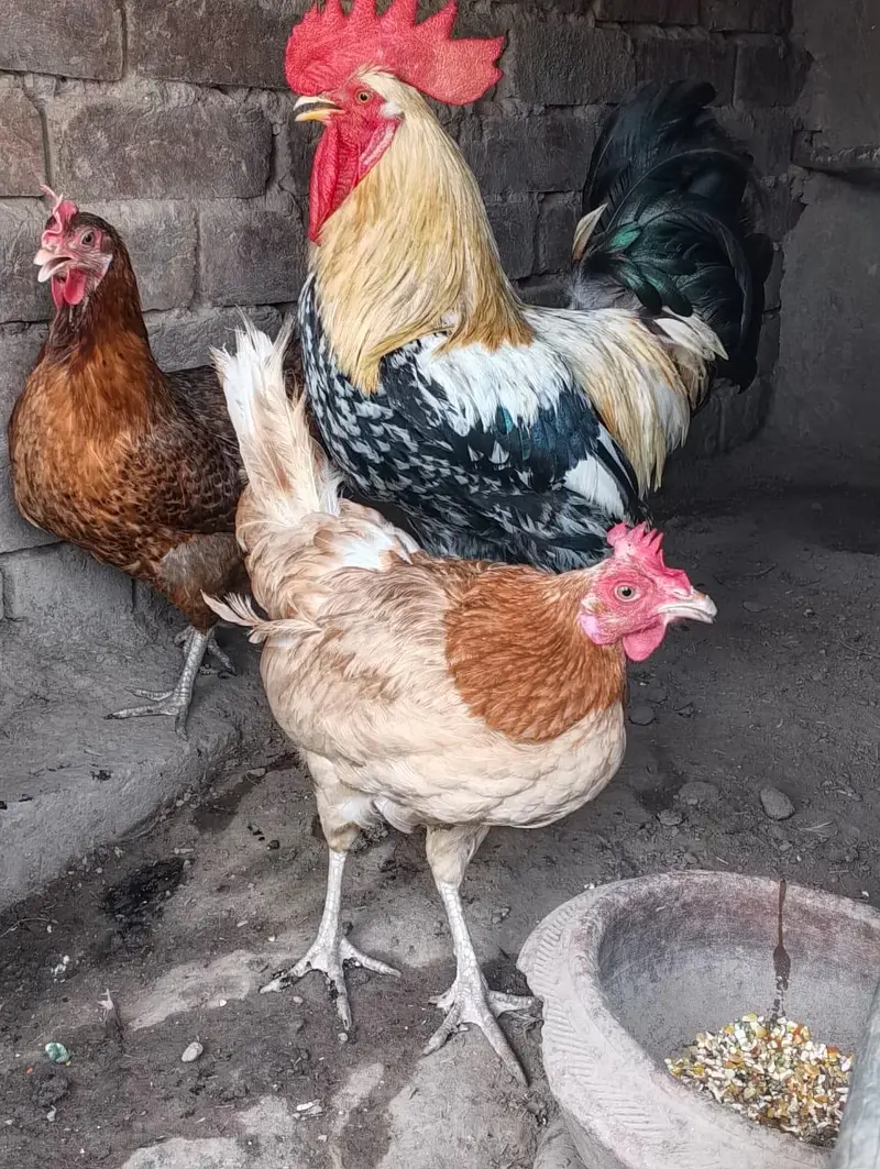 3 hens and 1 murga golden misri desi for sale — photo 4