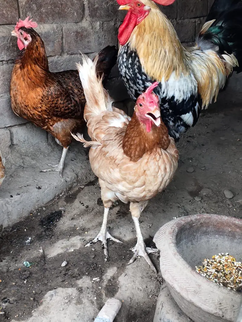 3 hens and 1 murga golden misri desi for sale — photo 5