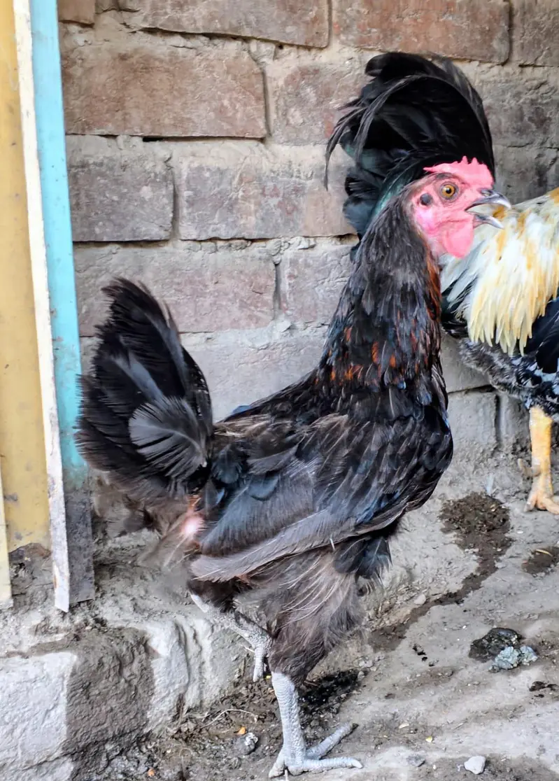 3 hens and 1 murga golden misri desi for sale — photo 6