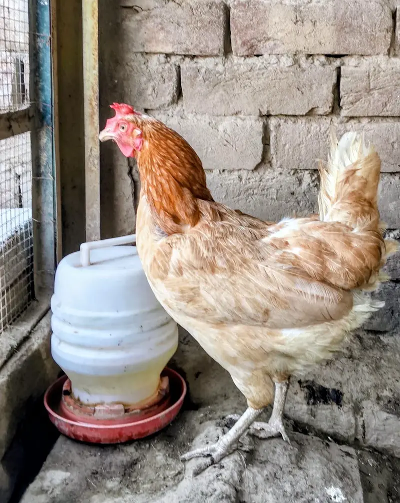 3 hens and 1 murga golden misri desi for sale — photo 7