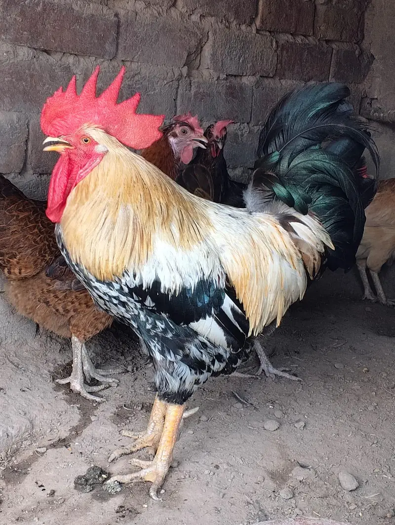3 hens and 1 murga golden misri desi for sale — photo 8