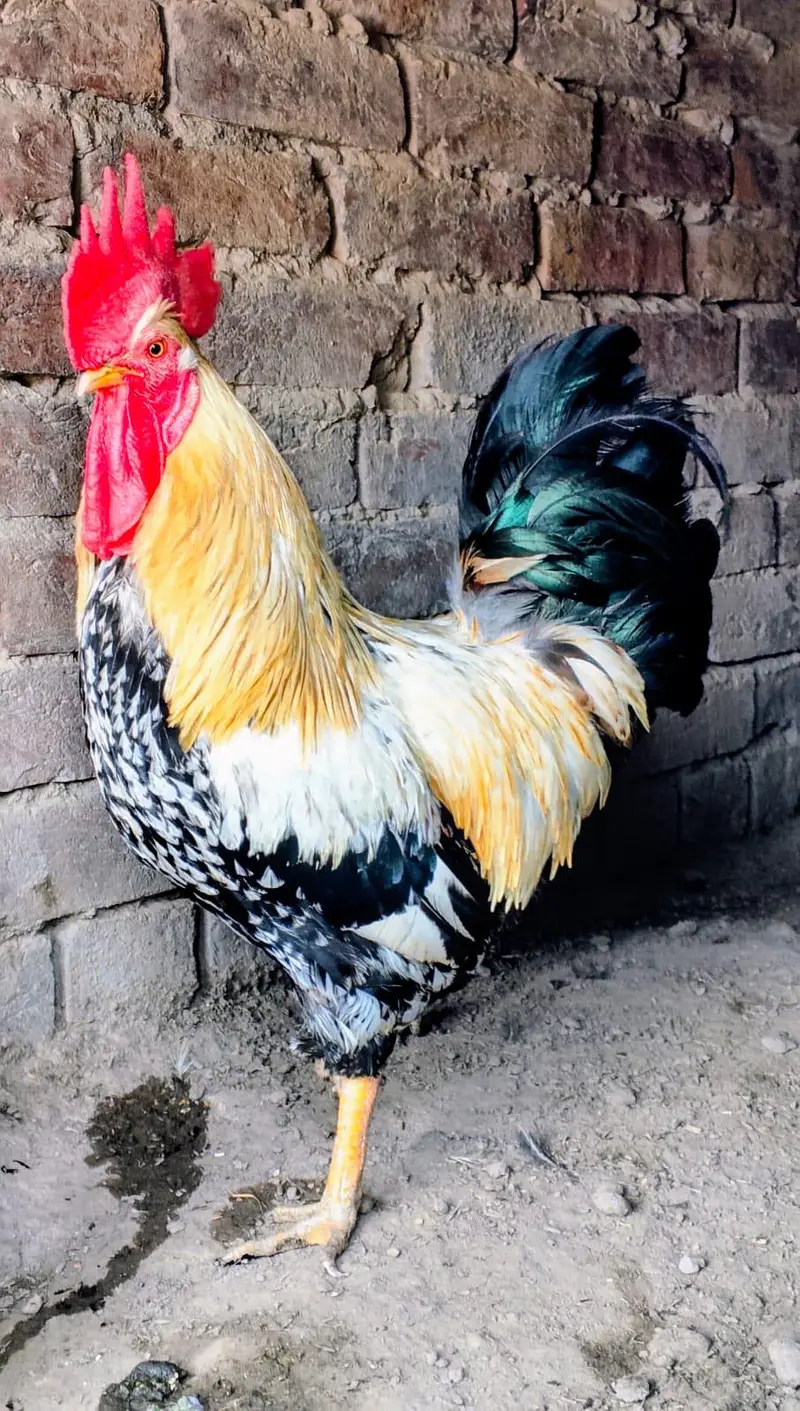 3 hens and 1 murga golden misri desi for sale — photo 9