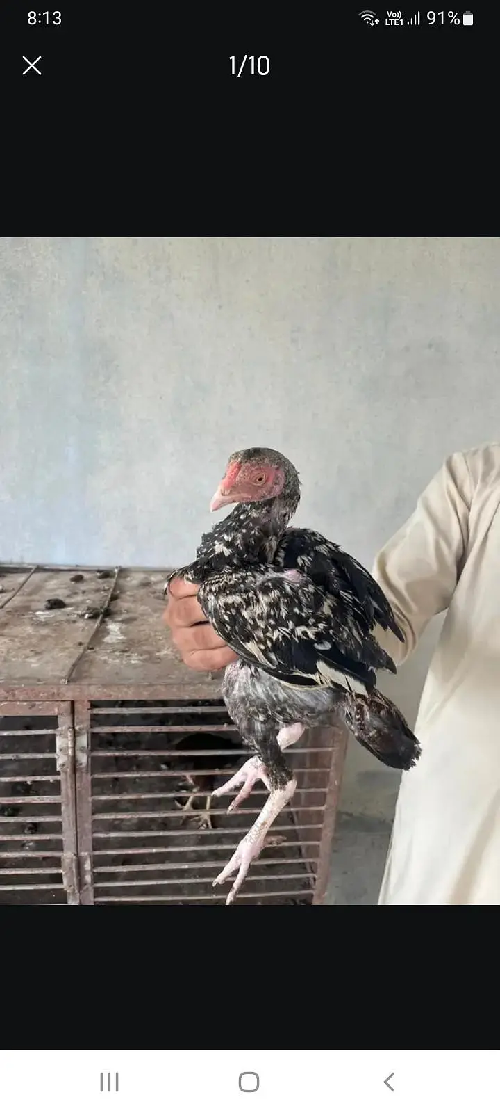ASEEL PATHA 4 PURE BREED — photo 2