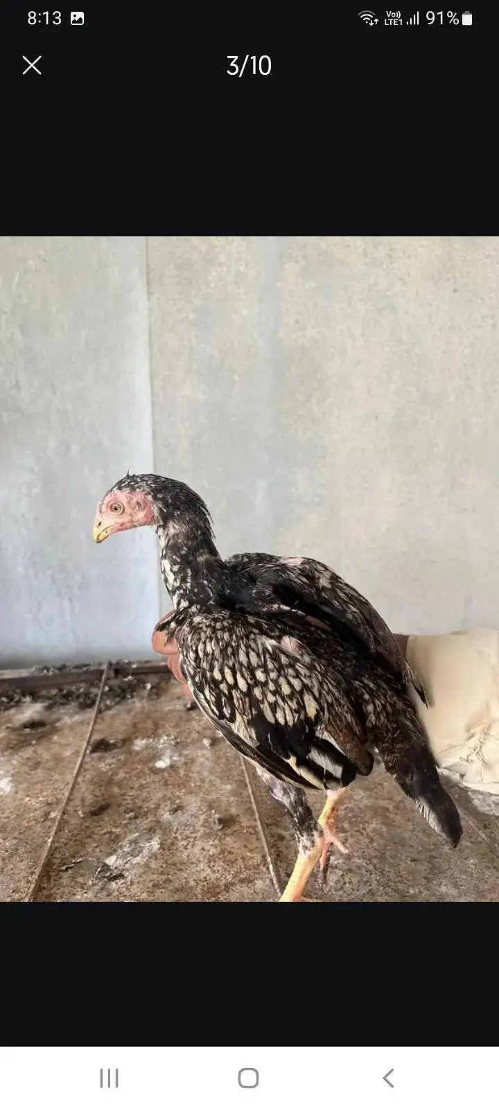 ASEEL PATHA 4 PURE BREED — photo 3