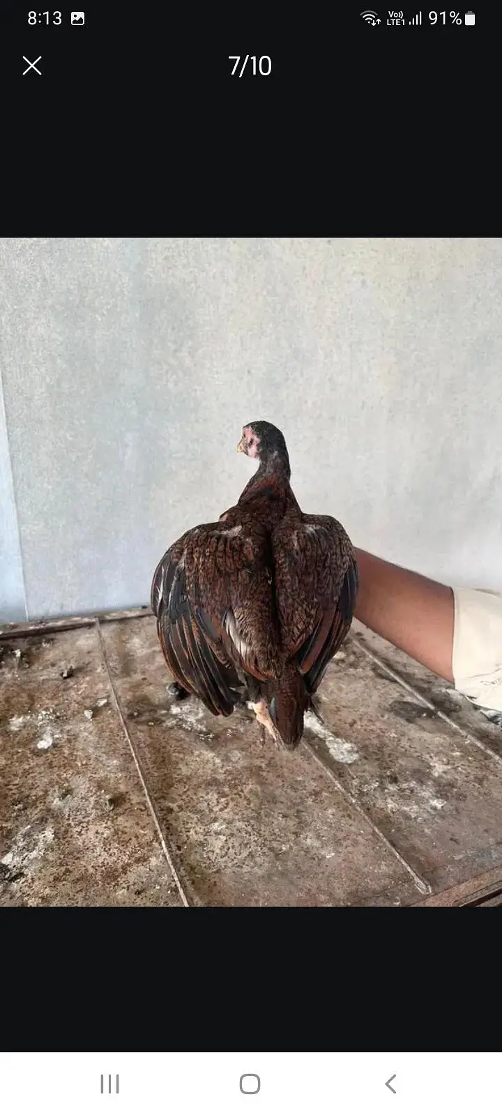 ASEEL PATHA 4 PURE BREED — photo 6