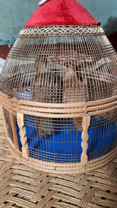 white teetar pair available with fertile eggs