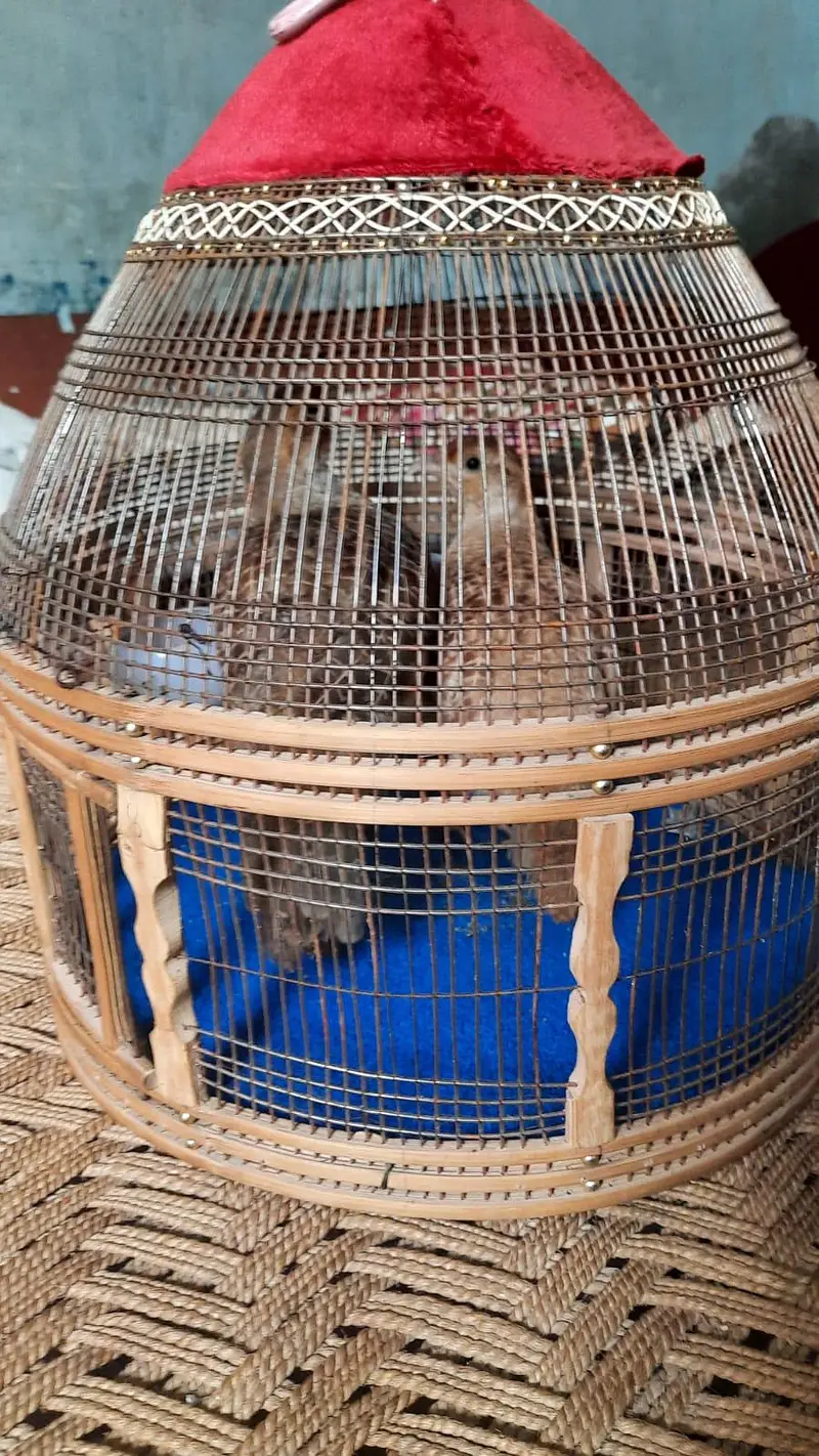 white teetar pair available with fertile eggs